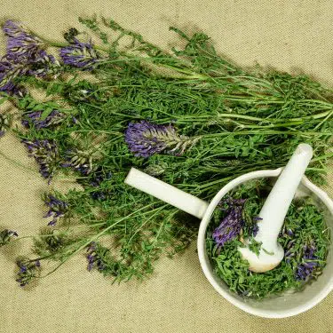 Kozinec blanitý astragalus dasyanthus dry herbs for use in alternative medicine Kozinec blanitý